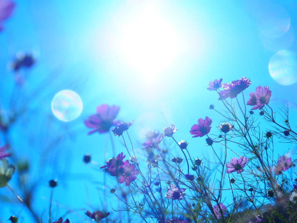 秋桜